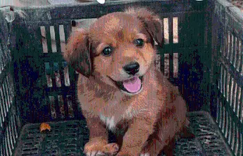 Canela estuvo a punto de ser compactada como si fuera basura, pero ahora tiene un nuevo hogar. FOTO: CORTESÍA