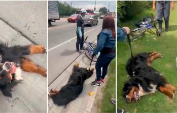 En video: Quedó registrado presunto maltrato a perro en vías de Cundinamarca