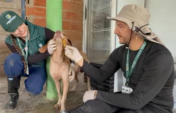 Los animales están recibiendo una valoración clínica y se les ha suministrado medicamentos. Hasta cinco animales están siendo abandonados en Urabá por las lluvias. FOTO: Cortesía Gobernación de Antioquia