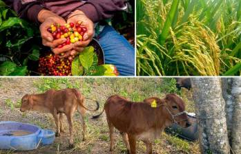 Uno de los sectores más expuestos a El Niño es el café. Genera riesgos para la producción por déficit hídrico, altas temperaturas y plagasA esto se suma que, según Corficolombiana, el 82% de las pérdidas y daños directos ocasionados por fenómenos climáticos de este tipo en América Latina recaen sobre el sector agropecuario, lo que convierte al campo en uno de los sectores más vulnerables.