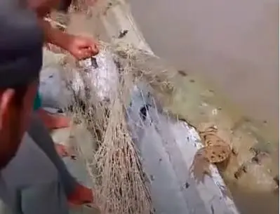El caimán fue manipulado con cuidado por los pescadores para no causarle daño. Sin embargo, no se recomienda que cualquiera lo haga. FOTO: IMAGEN TOMADA DE VIDEO 