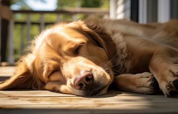 Despertar a los perros durante su sueño profundo podría ocasionarles problemas del sueño a largo plazo o afectar su crecimiento si son cachorros. FOTO: Freepik