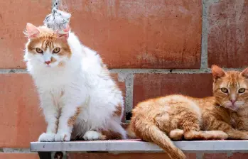 ¿Cómo se comunican los gatos entre ellos?