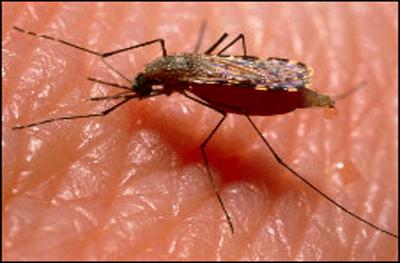 La malaria la transmite un mosquito. La vacuna se ha buscado por varios años. Es la primera vez que la OMS recomienda una vacuna. Foto: Archivo