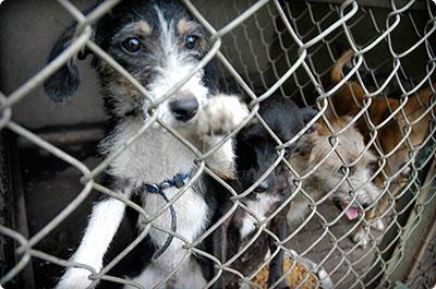 En Antioquia, de acuerdo con el reporte oficial, en lo que va corrido de este año ha habido 116 denuncias de maltrato animal, frente a 97 a la misma fecha del 2025. Para el caso Medellín, han sido 49 en Medellín, 9 más que en 2025. Foto/Colprensa/El País