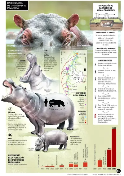 Crecimiento de la población de hipopótamos en Colombia. Foto: El Colombiano