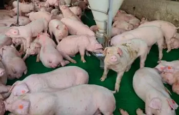 Corantioquia inició procesos sancionatorios contra varias granjas y pidió a las demás intensificar sus protocolos. FOTO: Cortesía Corantioquia