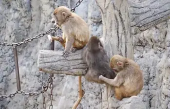 El pequeño primate fue abandonado al nacer y recibió un peluche como “madre sustituta”; ahora, según sus cuidadores, ya juega con otros monos jóvenes. FOTO: Zoológico de Ichikawa.