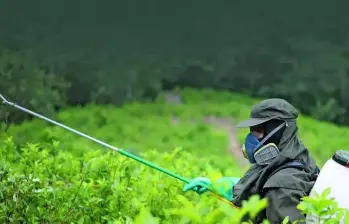 Las aspersiones serán de forma terrestre por el momento. FOTO: COLPRENSA.