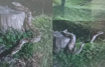 El reporte surgió inicialmente a través de redes sociales y del testimonio de un vigilante que aseguró haber visto al animal en la zona. FOTO: Cortesía