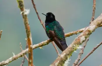 Este es el colibrí sietecolores, una de las especies que filmó el equipo de 60 Minutes. FOTO: Captura de pantalla 60 Minutes.