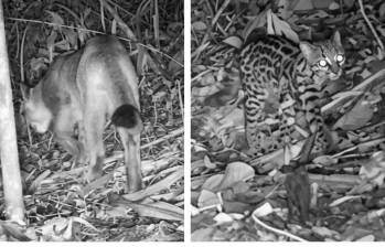 Los animales fueron captados en septiembre deambulando por una de las zonas protegidas de Itagüí. FOTO: Cortesía Alcaldía de Itagüí.
