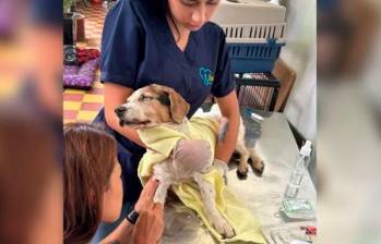 La perrita llegó en mal estado al centro de atención veterinaria. El alcalde anunció denuncias en Fiscalía. FOTO: CORTESÍA