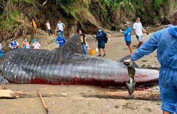 Un ejemplar de tiburón ballena encalló en las playas de Bahía Solano, Chocó. Foto: Codechocó