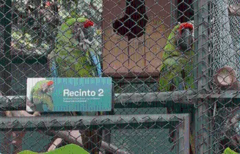 Las guacayamas que podrían ayudar a salvar a su especie de la extinción se encuentran en una zona aislada del parque de la Conservación. FOTO: CORTESÍA
