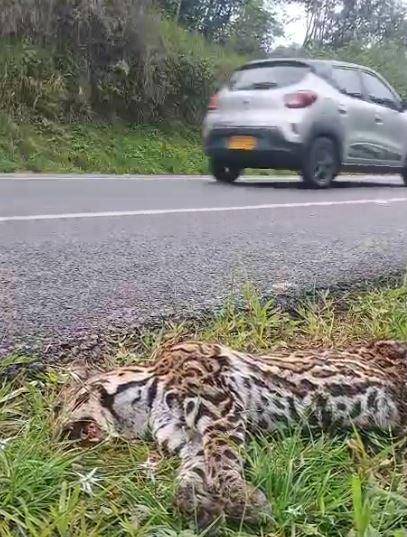 A la izquierda, un ocelote muerto por atropellamiento este fin de semana. FOTO: Cortesía Denuncias Antioquia