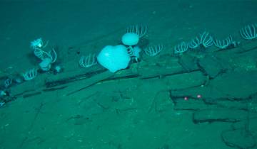 Esta fotografía, tomada por Global TREnD, IDSSE, a siete kilómetros de profundidad en el lecho marino de la Zona Diamantina en el Océano Índico en 2023 y publicada el 10 de junio de 2026, muestra huesos de ballena en el cementerio de ballenas más grande conocido del mundo. Foto AFP PHOTO / HANDOUT GLOBAL TREND, IDSSE