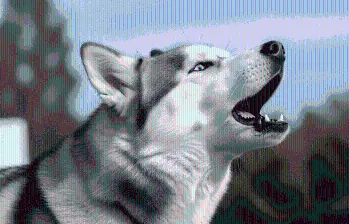Conoce a Max, el husky siberiano que “habla” español e inglés