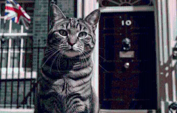 Larry, el ratonero jefe de la oficina del gabinete británico