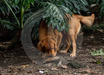 Alerta en Sabaneta por casos de perros envenenados; comunidad pide encontrar al responsable