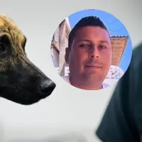 El agresor de Bizcocho, lo habría golpeado con un látigo, causándole secuelas neurológicas y de tipo comportamental. FOTO: Cortesía Gobernación de Antioquia