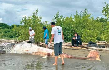 El hallazgo más reciente fue el de una ballena minke, el pasado 4 de agosto en una playa de Turbo. FOTO CORTESÍA