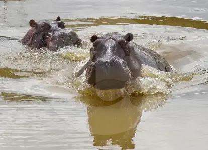 Juzgado niega tutelas que pretendían frenar plan de eutanasia de hipopótamos