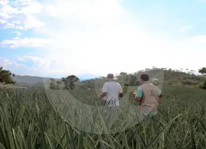 Finagro habilitó $147.000 millones en créditos subsidiados para campesinos en Colombia