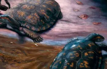Reconstrucción paleoartística de Shakiremys colombiana. FOTO cortesía Juan Giraldo