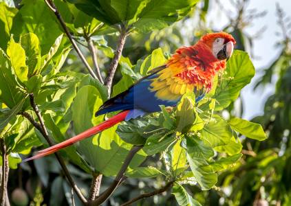 ¡Que no se repita este año! Las graves lesiones que sufrieron las aves en la alborada pasada en el Valle de Aburrá