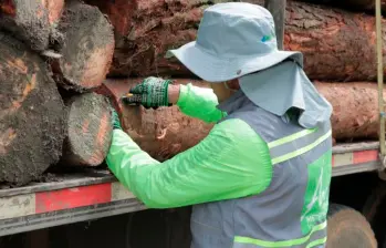 Más de 1.500 metros cúbicos de madera ilegal han sido incautados en el Valle de Aburrá entre 2023 y 2024. FOTO: CORTESÍA