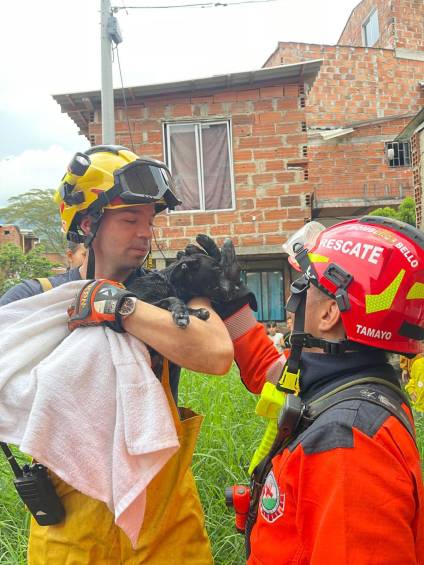 El momento en el que el perrito fue rescatado por el cuerpo de bomberos. Foto: Cortesía Cuerpo de Bomberos de Bello. 