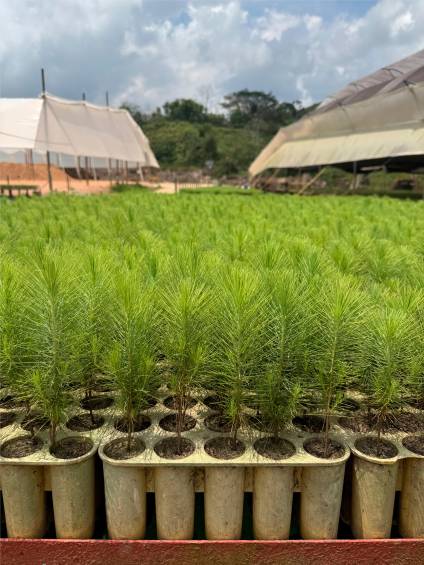 Esta es la empresa forestal que está cambiando vidas y transformando el nordeste antioqueño