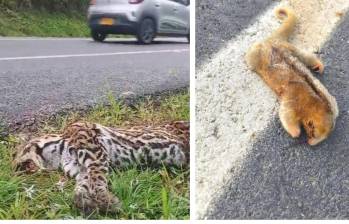 Los dos animales muertos este fin de semana sobre esta nueva vía que lleva al mar. FOTO: Cortesía Denuncias Antioquia