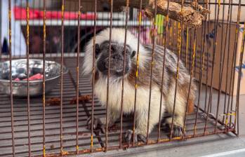Uno de los animales salvajes entregados al Área Metropolitana tras su cautiverio. FOTO: Cortesía