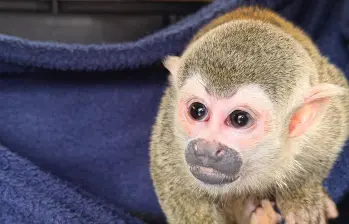 Este fue el pequeño primate que las autoridades rescataron en la capital antioqueña. FOTO: Cortesía