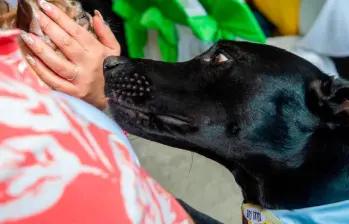 Cinco olores que más atraen a los perros 