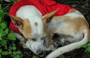 Mi perro es introvertido, ¿cómo lo acompaño?
