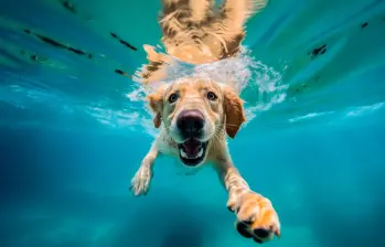 En video: perros que disfrutan el agua: 7 videos que te sacarán una sonrisa 