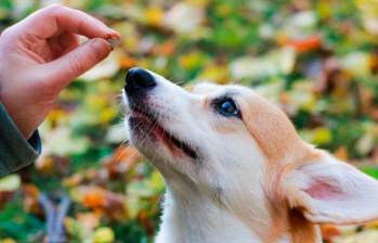 Cinco trucos para educar a tu perro sin gritos
