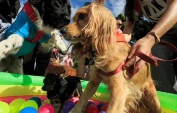 Los perros saben clasificar objetos según su función y utilidad
