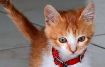 Importancia del juego en los gatos para su salud física y emocional