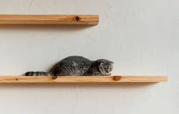 ¿Cómo ‘gatificar’ casas pequeñas? 