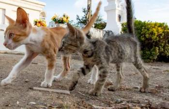 Los felinos rebeldes: estos son los gatos ferales
