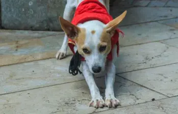 ¿Por qué está prohibido pasear perros en Irán?