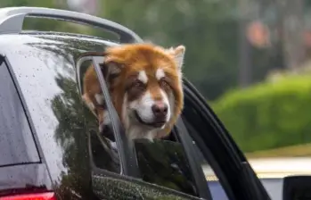 Vacaciones con mascotas, un viaje multigeneracional
