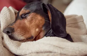 Síntomas de la narcolepsia y cataplexia en perros