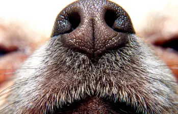 Juegos de olfato para perros: despierta su investigador interior