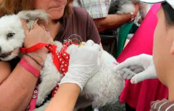 Vacunación de mascotas en Medellín: ¡Todo lo que tiene que saber!