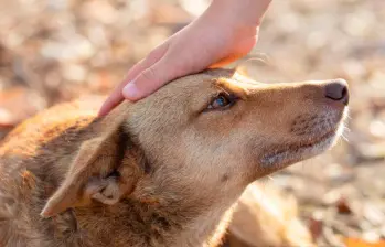¿Cuál es la mejor forma de saludar a un perro? 